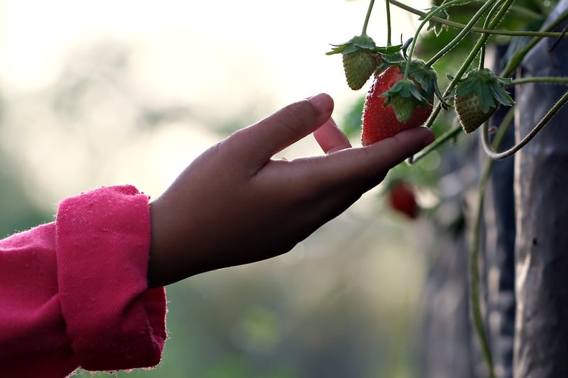 Fruit Picking