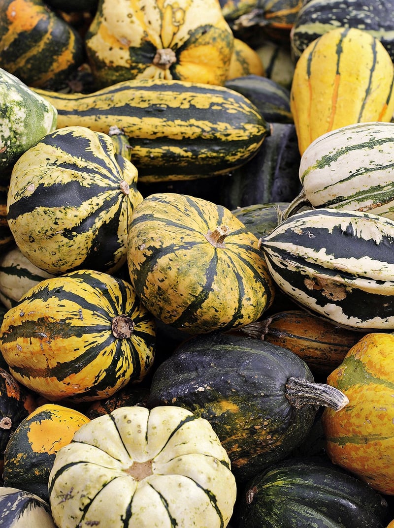 Vegetable Harvest