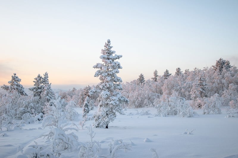 Winter Gardening
