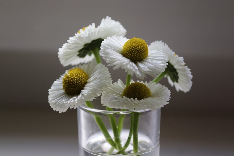 Healthy Plants